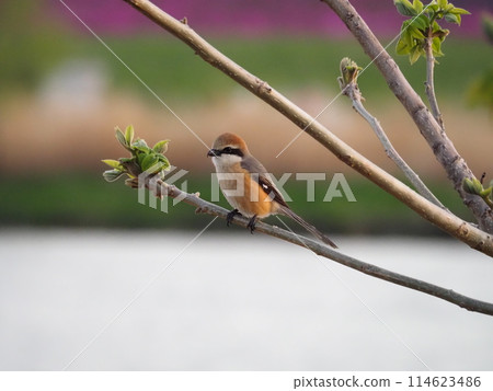 一隻伯勞鳥棲息在荒川河畔的一棵樹上,嘰嘰喳喳地叫著。 一隻伯勞鳥棲息在荒川河畔的一棵樹上,嘰嘰喳喳地叫著。 114623486