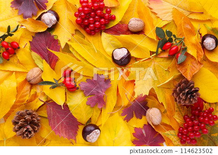 Autumn red and orange leaves with berries. Autumn background 114623502