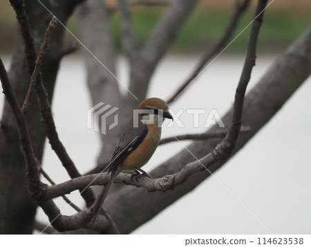 一隻伯勞鳥棲息在荒川河畔的一棵樹上，嘰嘰喳喳地叫著。 114623538