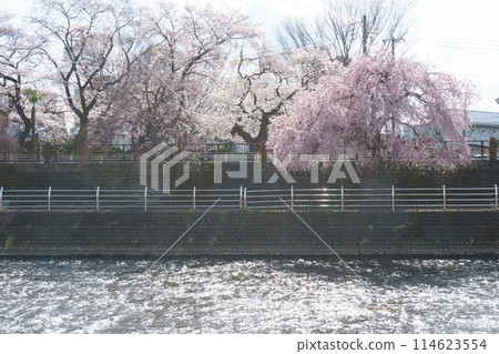 田川沿岸的櫻花 田川沿岸的櫻花 114623554