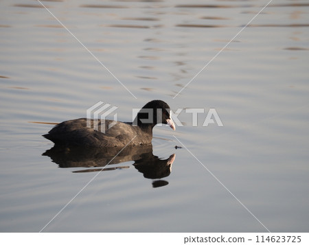 A common coot hibernating in the Arakawa River in Kawaguchi City 114623725