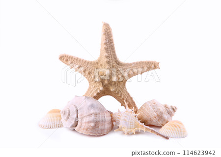 Seashells isolated on white background, summer concept Seashells isolated on white background, summer concept 114623942