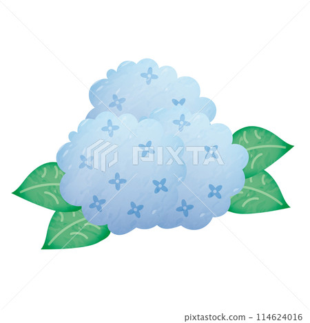 Watercolor Hydrangea (Blue) Watercolor Hydrangea (Blue) 114624016