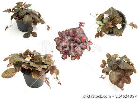 Episcia Cupreata house plants isolated on white background Episcia Cupreata house plants isolated on white background 114624057