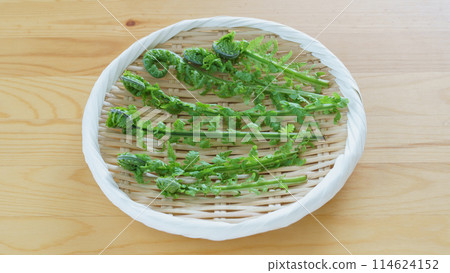 Kogomi | Spring wild vegetable image Kogomi | Spring wild vegetable image 114624152