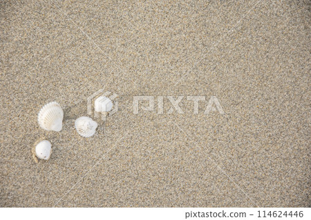 Sea shells on sand. Summer beach background. Top view 114624446