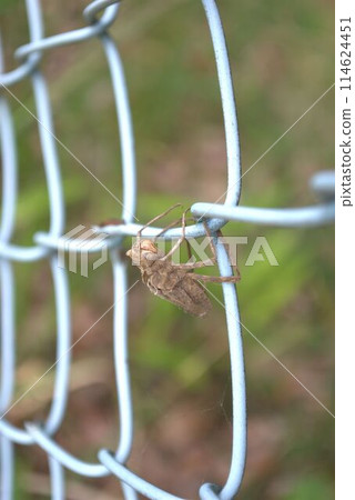 A nymph's shell resting on a fence 114624451