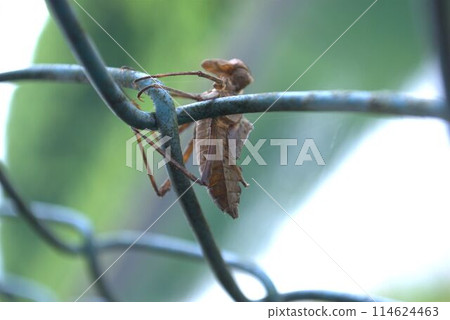 A nymph's shell resting on a fence 114624463