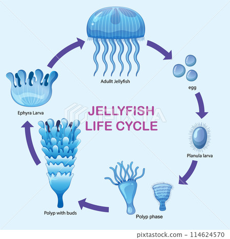 Jellyfish Life Cycle Stages 114624570