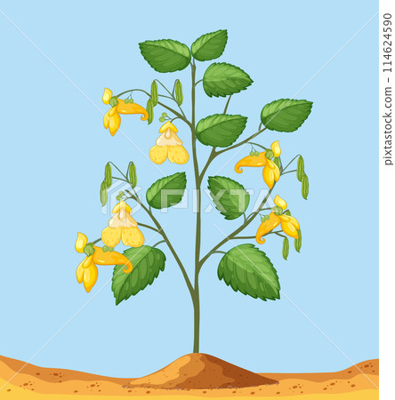 Yellow Impatiens Flowering Plant 114624590