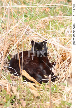 A black stray cat gazing among the dead grass in a rural area A black stray cat gazing among the dead grass in a rural area 114624701
