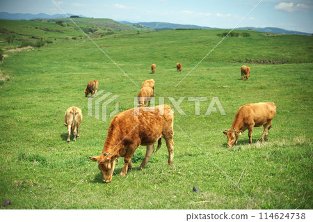 阿蘇牛奶路牛2 114624738