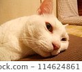 無精打采的白貓 114624861