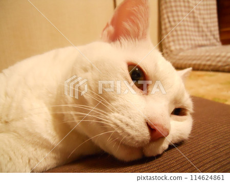 無精打采的白貓 114624861