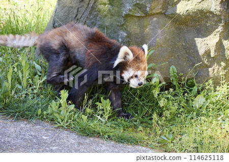 Omoriyama Zoo Red Panda Omoriyama Zoo Red Panda 114625118