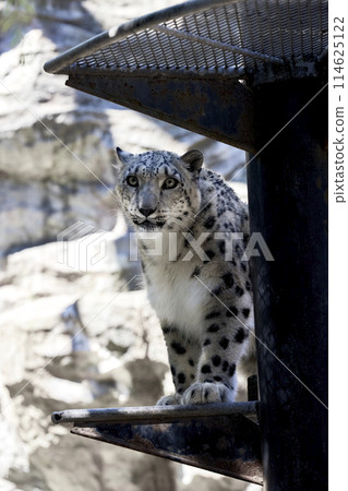 大森山動物園雪豹 114625122