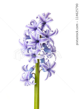 Purple hyacinth flower isolated on a white background. Purple hyacinth flower isolated on a white background. 114625790