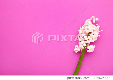 White hyacinth flower on a pink background. White hyacinth flower on a pink background. 114625842