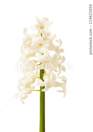 White hyacinth flower isolated on a white background. 114625850