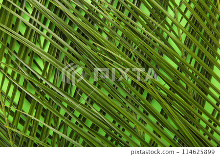 Green palm leaves background with copy space. Top view Green palm leaves background with copy space. Top view 114625899
