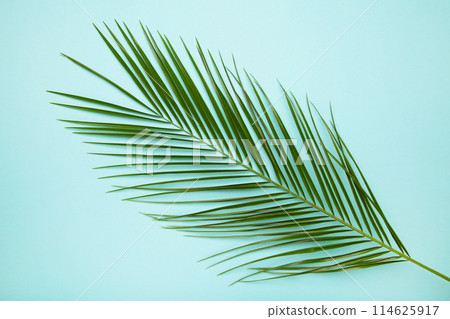 Green leaf of palm tree on blue background 114625917