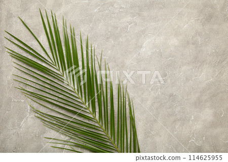 Green leaf of palm tree on grey concrete background, top view 114625955
