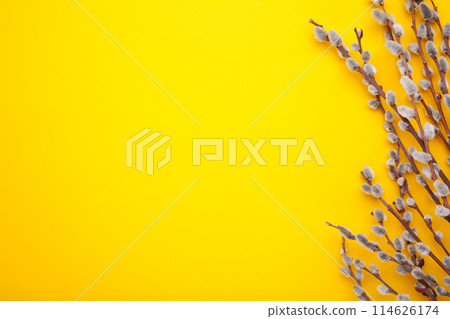 Willow catkins on a yellow background with copy space, easter Willow catkins on a yellow background with copy space, easter 114626174