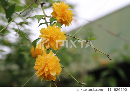 春天花園裡盛開的橙色雙花山吹花 春天花園裡盛開的橙色雙花山吹花 114626390