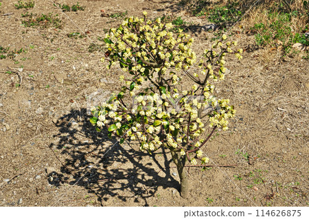 金稠閣花(冬季、二月) 金稠閣花(冬季、二月) 114626875