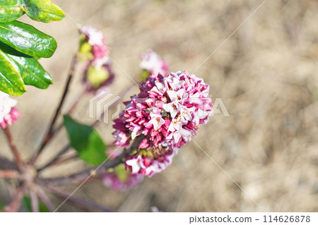 金稠閣花(冬季、二月) 金稠閣花(冬季、二月) 114626878