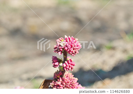 金稠閣花(冬季、二月) 金稠閣花(冬季、二月) 114626880