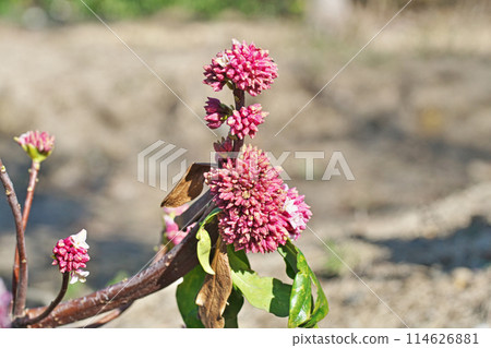 Daphne flower (winter, February) 114626881