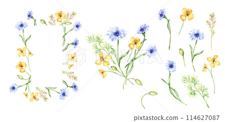 Set with yellow and blue flowers watercolor illustration isolated on white background. Celandine and cornflower in sketch. Medicinal plant collection sketch hand drawn. Design for label, package 114627087
