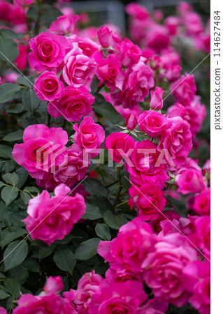 Beautiful pink rose flower Beautiful pink rose flower 114627484