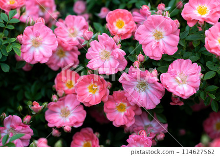 Beautiful pink rose flower 114627562