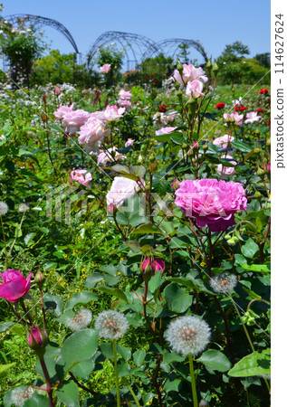 Rose garden scenery (Tsurumi Ryokuchi, Osaka) 114627624