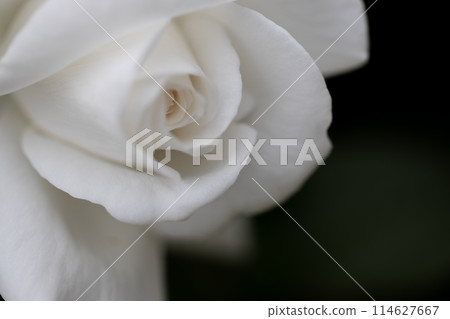 Beautiful white rose flower 114627667