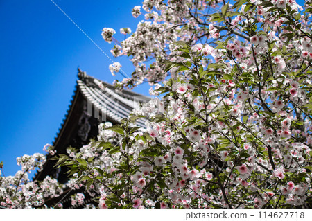 [Kyoto Scenery] Ninna-ji Temple: The five-story pagoda matches the Omuro cherry blossoms 114627718