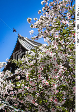 [Kyoto Scenery] Ninna-ji Temple: The five-story pagoda matches the Omuro cherry blossoms 114627720