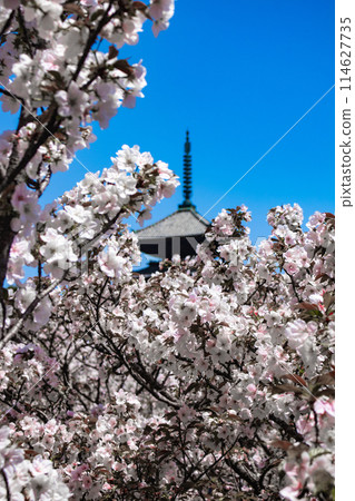 [Kyoto Scenery] Ninna-ji Temple: The five-story pagoda matches the Omuro cherry blossoms 114627735