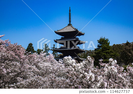 [Kyoto Scenery] Ninna-ji Temple: The five-story pagoda matches the Omuro cherry blossoms 114627737
