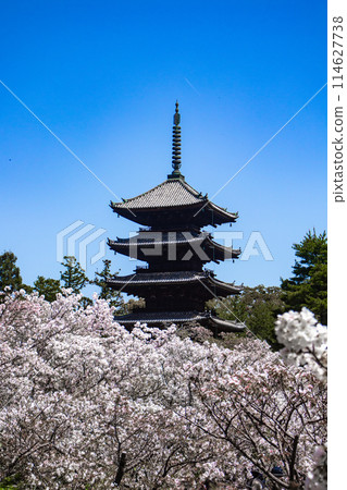 [Kyoto Scenery] Ninna-ji Temple: The five-story pagoda matches the Omuro cherry blossoms 114627738