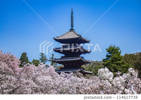 [Kyoto Scenery] Ninna-ji Temple: The five-story pagoda matches the Omuro cherry blossoms 114627739