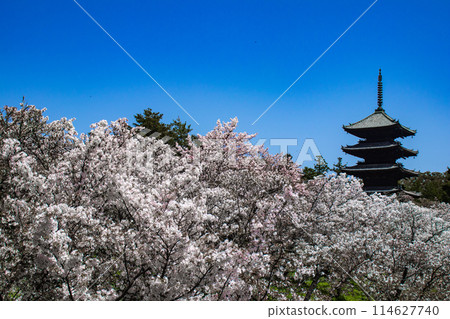 【京都風景】仁和寺、大室櫻花、五層寶塔好搭 【京都風景】仁和寺、大室櫻花、五層寶塔好搭 114627740