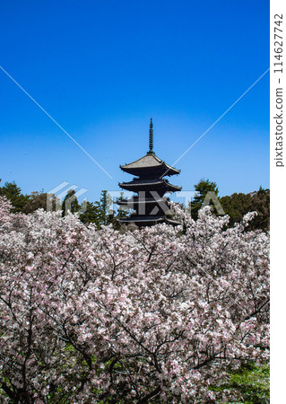 【京都風景】仁和寺、大室櫻花、五層寶塔好搭 【京都風景】仁和寺、大室櫻花、五層寶塔好搭 114627742