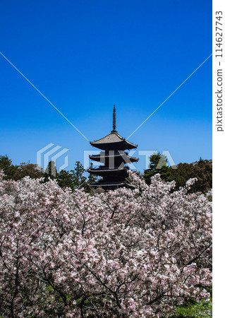 【京都風景】仁和寺、大室櫻花、五層寶塔好搭 【京都風景】仁和寺、大室櫻花、五層寶塔好搭 114627743