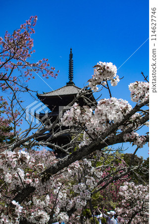 【京都風景】仁和寺、大室櫻花、五層寶塔好搭 114627746