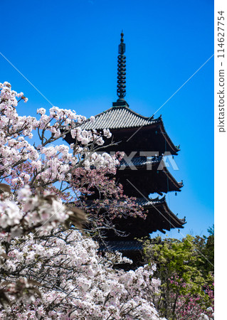 【京都風景】仁和寺、大室櫻花、五層寶塔好搭 【京都風景】仁和寺、大室櫻花、五層寶塔好搭 114627754