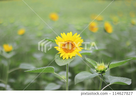 可愛的向日葵在向日葵田裡綻放 114627827