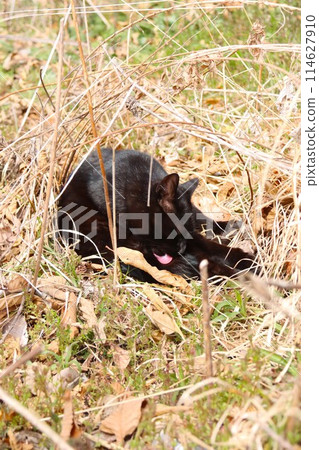 A black stray cat grooming itself in the dead grass of a rural village A black stray cat grooming itself in the dead grass of a rural village 114627910